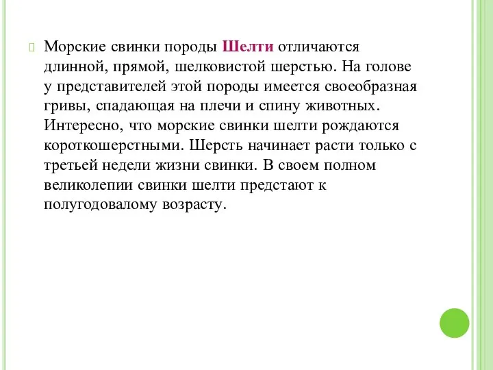 Морские свинки породы Шелти отличаются длинной, прямой, шелковистой шерстью. На голове