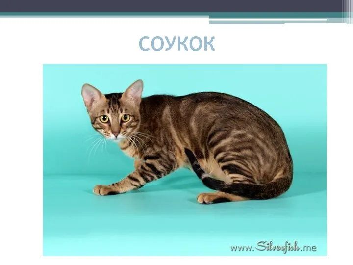 СОУКОК