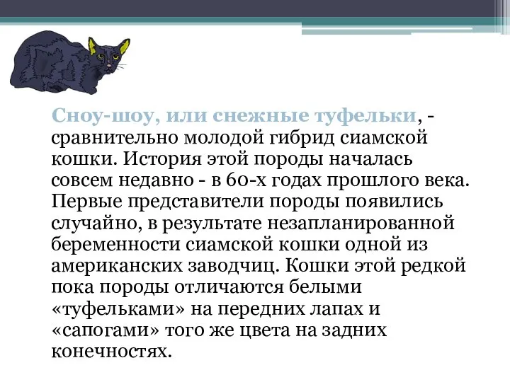 Сноу-шоу, или снежные туфельки, - сравнительно молодой гибрид сиамской кошки. История