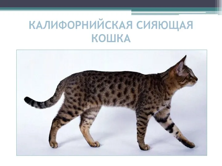 КАЛИФОРНИЙСКАЯ СИЯЮЩАЯ КОШКА