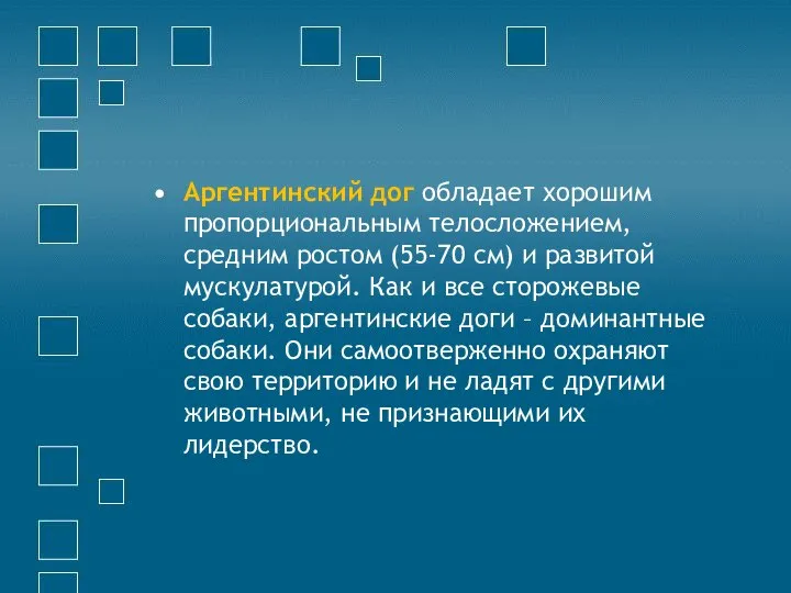 Аргентинский дог обладает хорошим пропорциональным телосложением, средним ростом (55-70 см) и