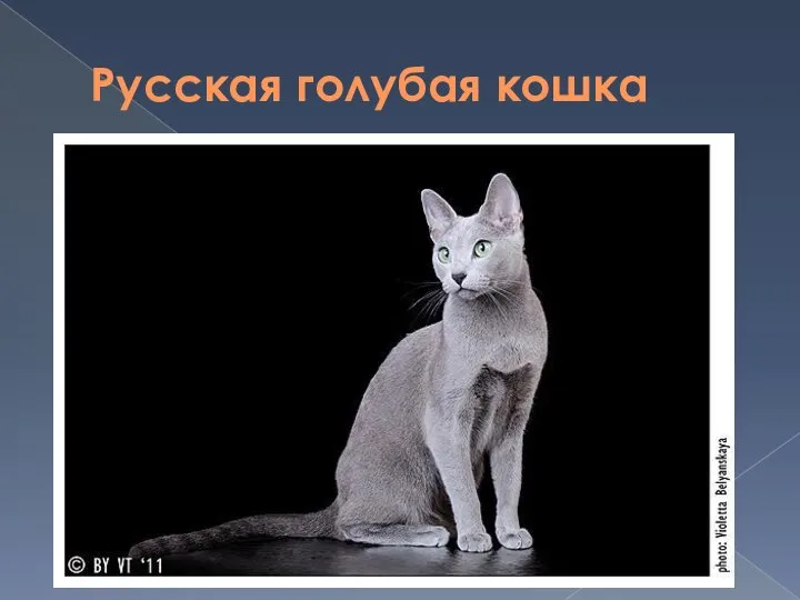 Русская голубая кошка