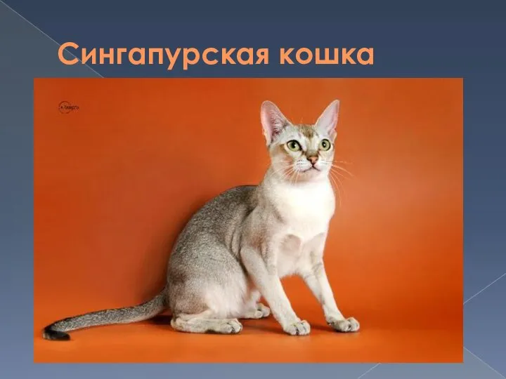 Сингапурская кошка