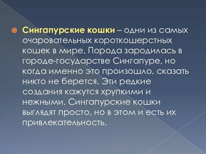 Сингапурские кошки – одни из самых очаровательных короткошерстных кошек в мире.