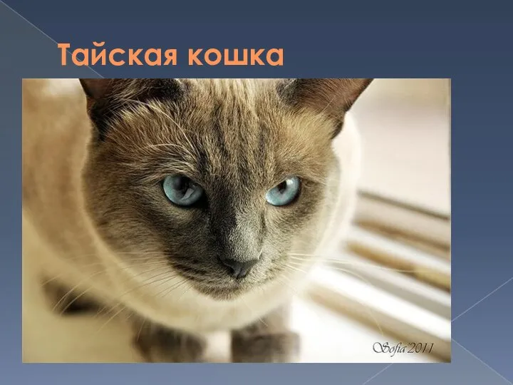 Тайская кошка