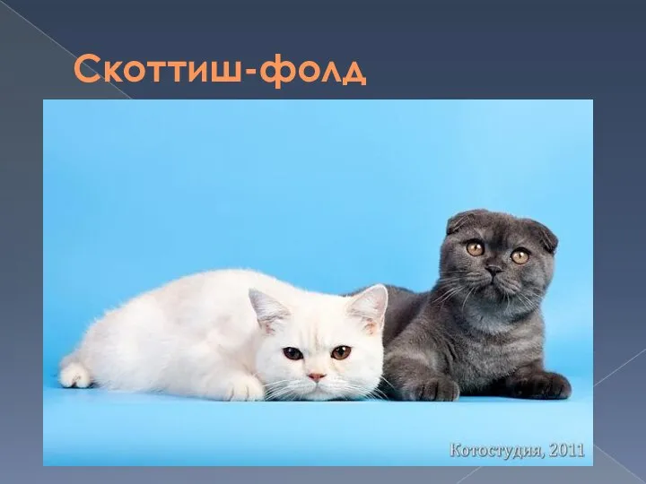 Скоттиш-фолд