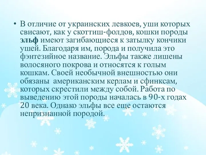 В отличие от украинских левкоев, уши которых свисают, как у скоттиш-фолдов,