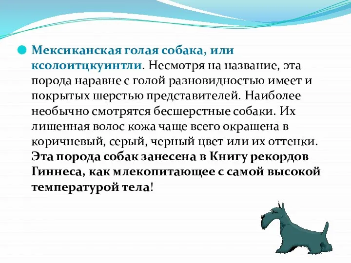 Мексиканская голая собака, или ксолоитцкуинтли. Несмотря на название, эта порода наравне