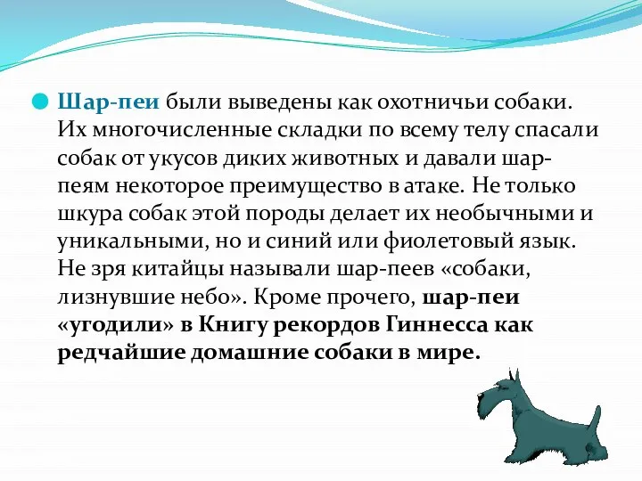 Шар-пеи были выведены как охотничьи собаки. Их многочисленные складки по всему