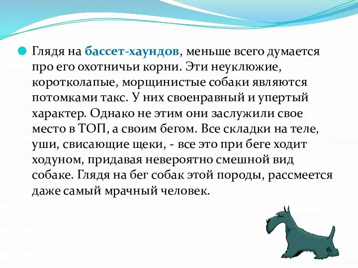 Глядя на бассет-хаундов, меньше всего думается про его охотничьи корни. Эти