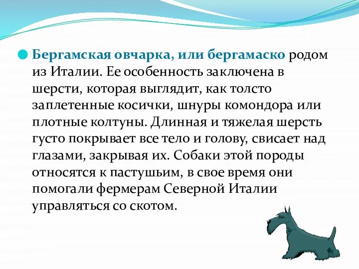 Бергамская овчарка, или бергамаско родом из Италии. Ее особенность заключена в