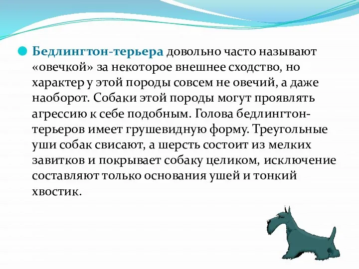 Бедлингтон-терьера довольно часто называют «овечкой» за некоторое внешнее сходство, но характер