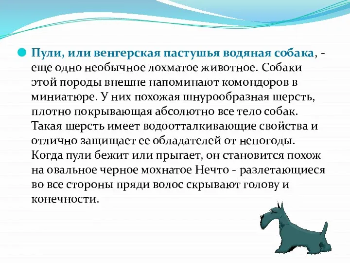 Пули, или венгерская пастушья водяная собака, - еще одно необычное лохматое