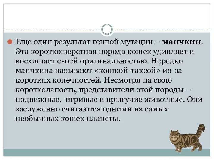 Еще один результат генной мутации – манчкин. Эта короткошерстная порода кошек