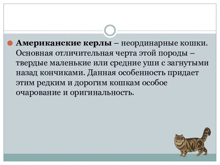 Американские керлы – неординарные кошки. Основная отличительная черта этой породы –