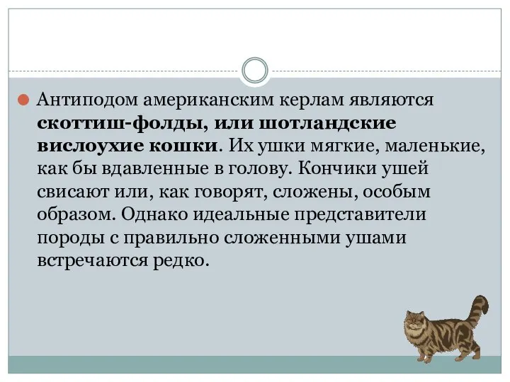 Антиподом американским керлам являются скоттиш-фолды, или шотландские вислоухие кошки. Их ушки