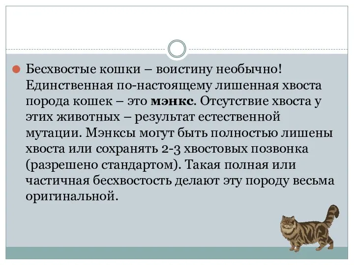 Бесхвостые кошки – воистину необычно! Единственная по-настоящему лишенная хвоста порода кошек