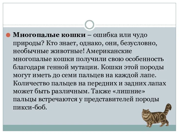 Многопалые кошки – ошибка или чудо природы? Кто знает, однако, они,