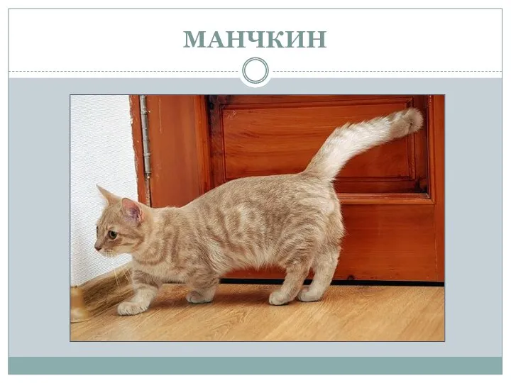 МАНЧКИН