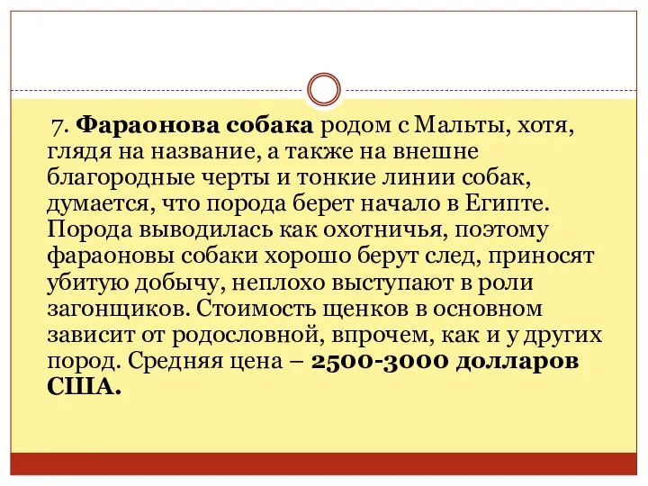 7. Фараонова собака родом с Мальты, хотя, глядя на название, а