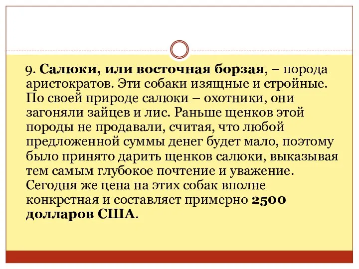 9. Салюки, или восточная борзая, – порода аристократов. Эти собаки изящные