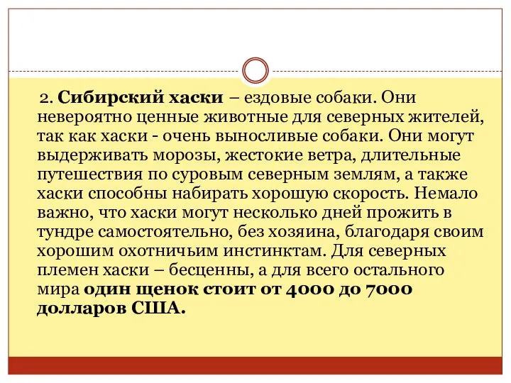 2. Сибирский хаски – ездовые собаки. Они невероятно ценные животные для