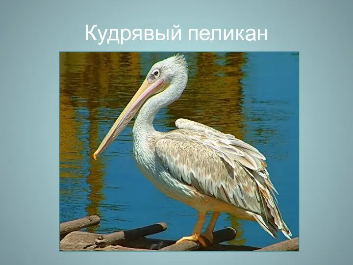 Кудрявый пеликан