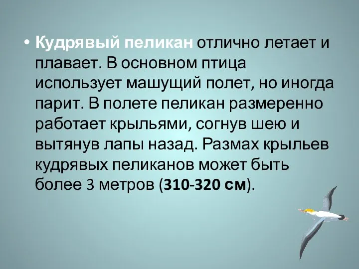 Кудрявый пеликан отлично летает и плавает. В основном птица использует машущий