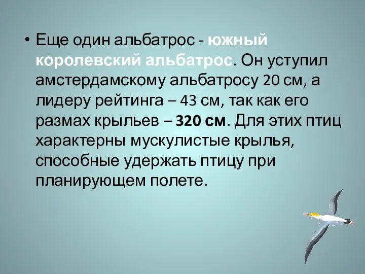 Еще один альбатрос - южный королевский альбатрос. Он уступил амстердамскому альбатросу