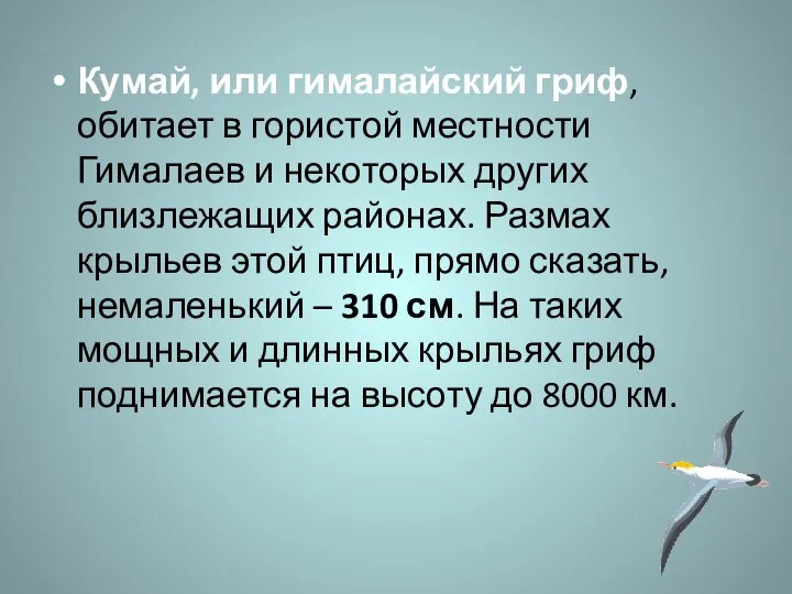 Кумай, или гималайский гриф, обитает в гористой местности Гималаев и некоторых