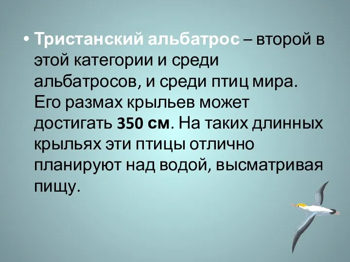 Тристанский альбатрос – второй в этой категории и среди альбатросов, и