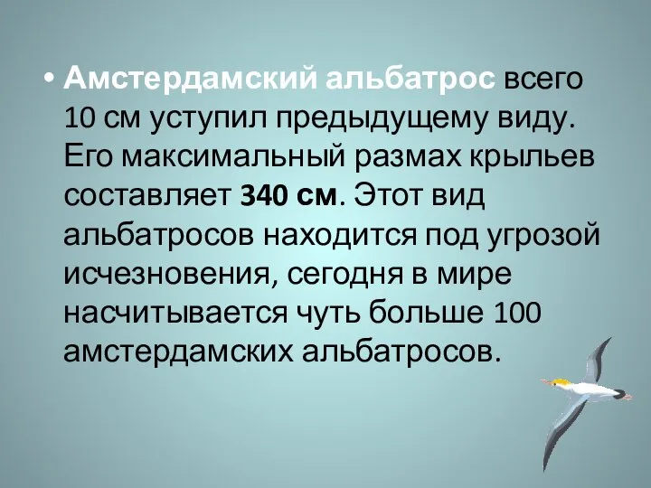 Амстердамский альбатрос всего 10 см уступил предыдущему виду. Его максимальный размах