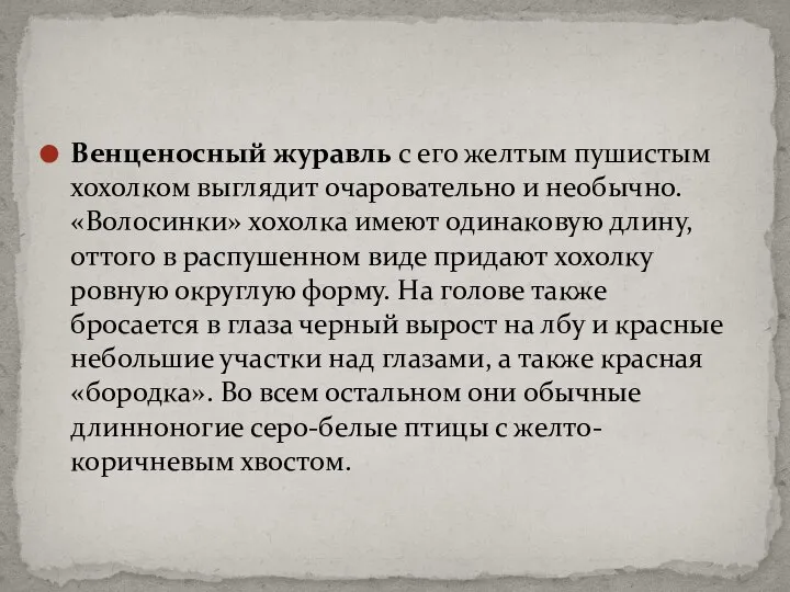 Венценосный журавль с его желтым пушистым хохолком выглядит очаровательно и необычно.