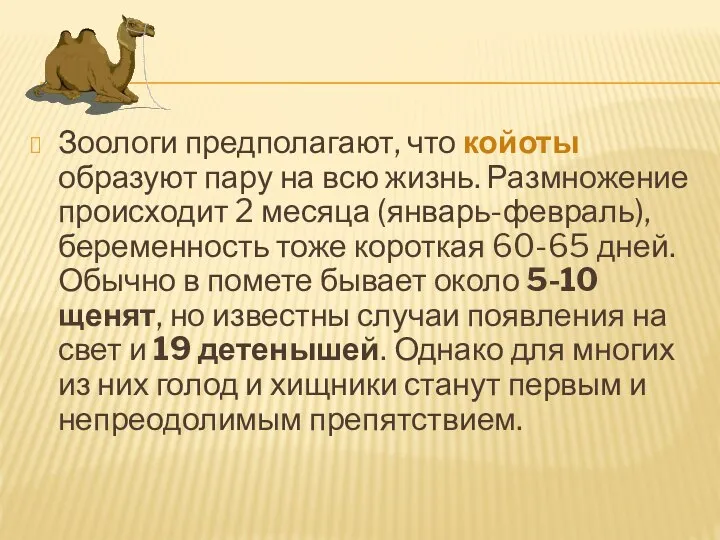 Зоологи предполагают, что койоты образуют пару на всю жизнь. Размножение происходит