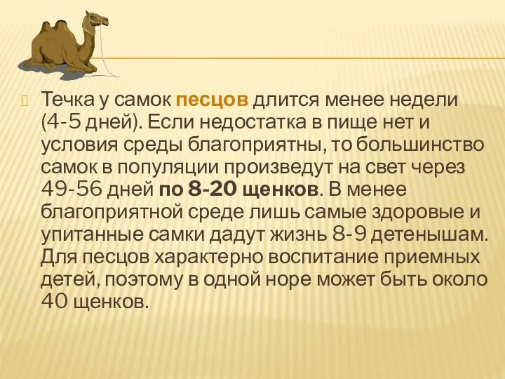 Течка у самок песцов длится менее недели (4-5 дней). Если недостатка