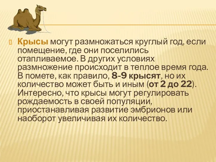 Крысы могут размножаться круглый год, если помещение, где они поселились отапливаемое.