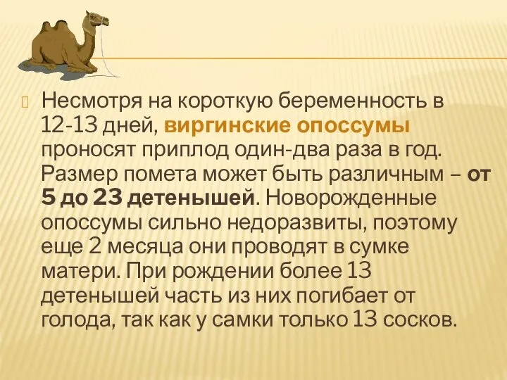 Несмотря на короткую беременность в 12-13 дней, виргинские опоссумы проносят приплод