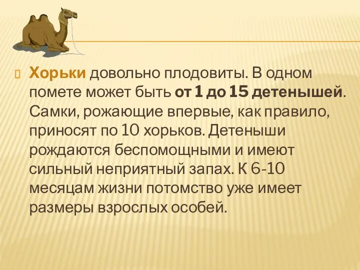 Хорьки довольно плодовиты. В одном помете может быть от 1 до