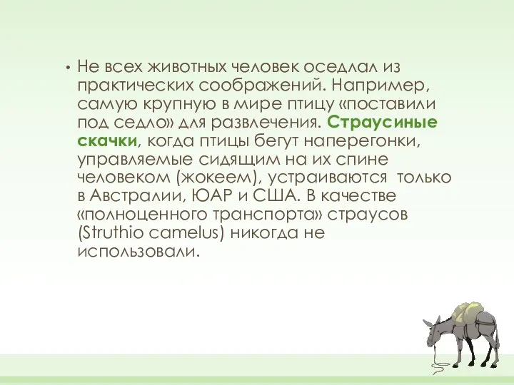 Не всех животных человек оседлал из практических соображений. Например, самую крупную