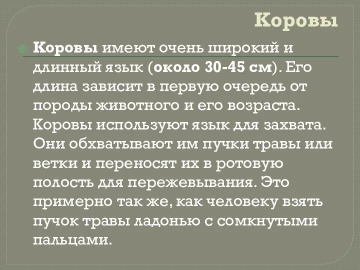 Коровы Коровы имеют очень широкий и длинный язык (около 30-45 см).