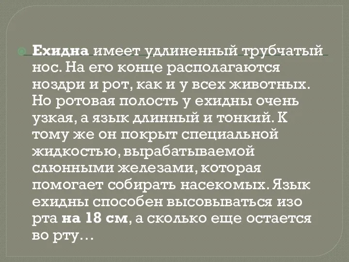 Ехидна имеет удлиненный трубчатый нос. На его конце располагаются ноздри и