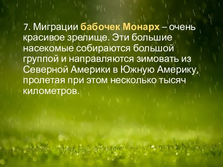 7. Миграции бабочек Монарх – очень красивое зрелище. Эти большие насекомые