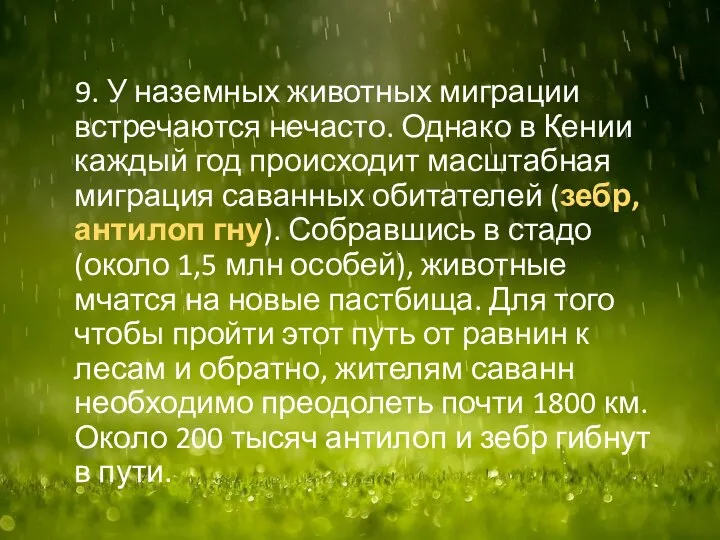 9. У наземных животных миграции встречаются нечасто. Однако в Кении каждый