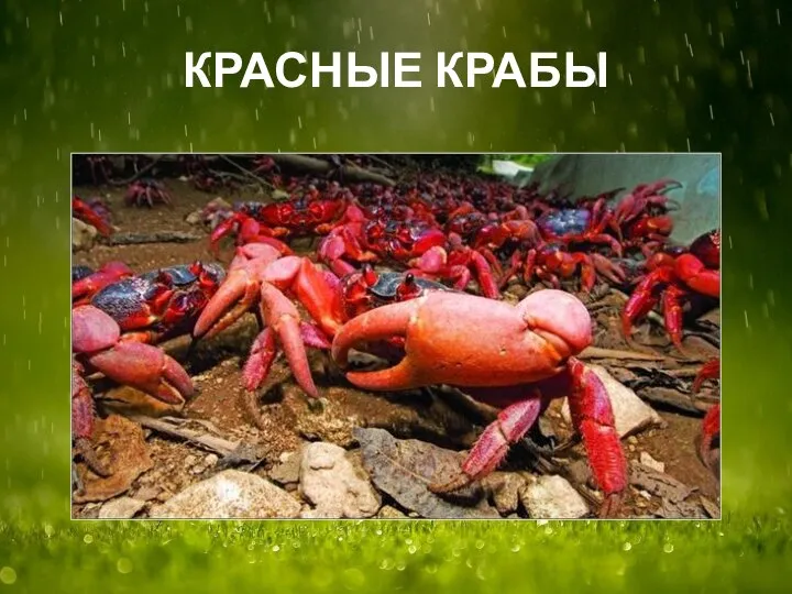 КРАСНЫЕ КРАБЫ