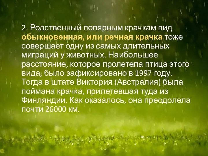 2. Родственный полярным крачкам вид обыкновенная, или речная крачка тоже совершает