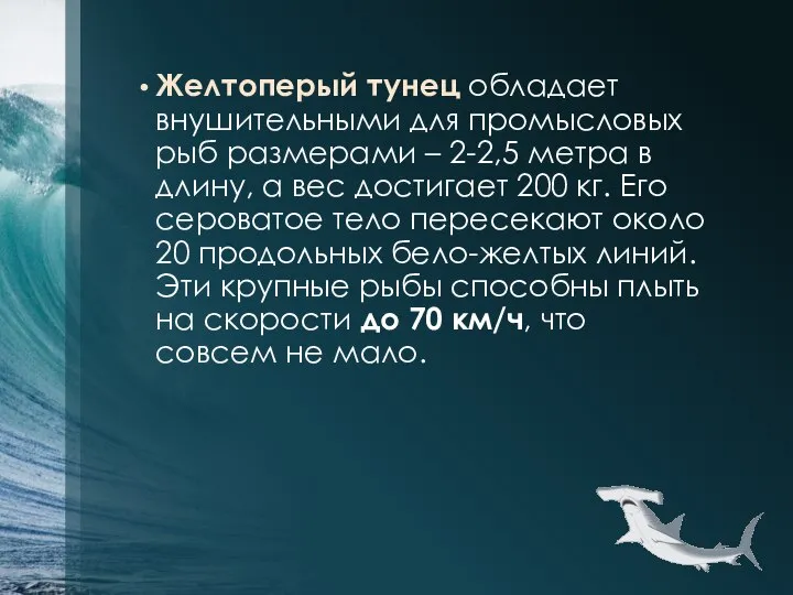 Желтоперый тунец обладает внушительными для промысловых рыб размерами – 2-2,5 метра