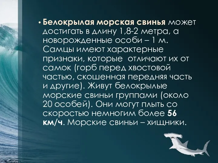 Белокрылая морская свинья может достигать в длину 1,8-2 метра, а новорожденные