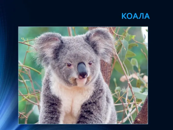 КОАЛА