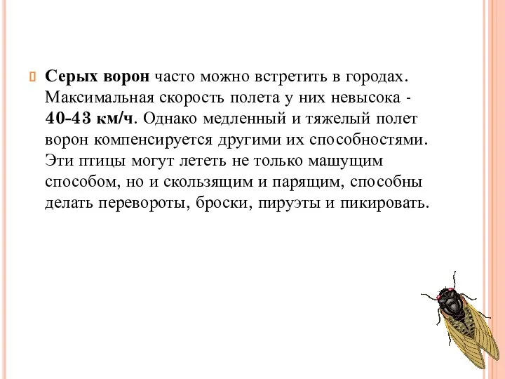 Серых ворон часто можно встретить в городах. Максимальная скорость полета у