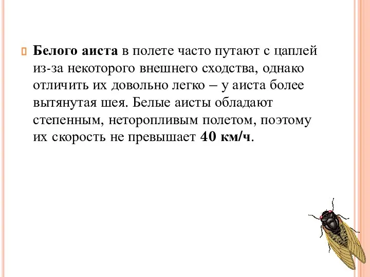 Белого аиста в полете часто путают с цаплей из-за некоторого внешнего